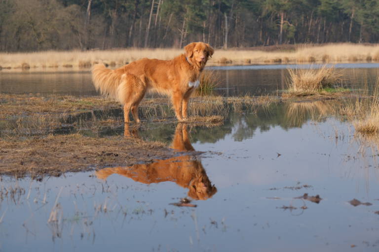 Kaylo (5 jaar)