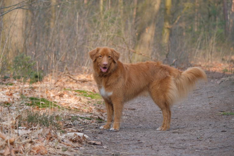 Kaylo (4 jaar)