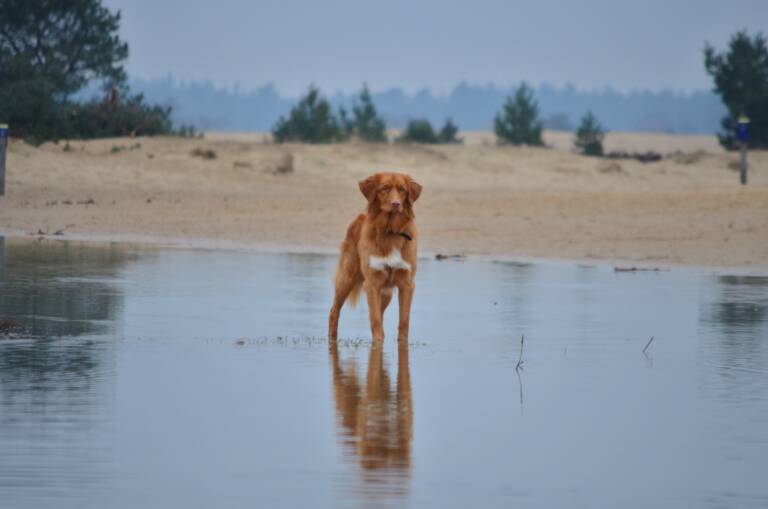 Kaylo (1.5 jaar)