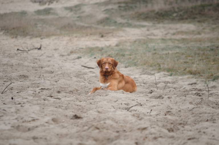 Kaylo (1.5 jaar)