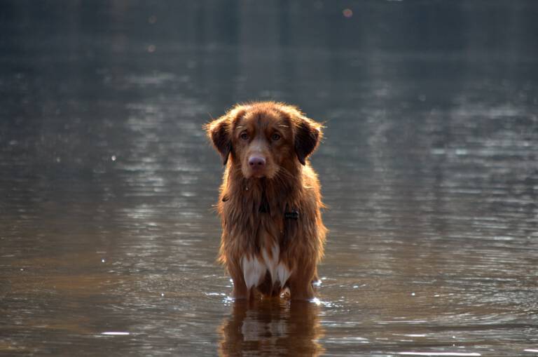 Kaylo (2 jaar)