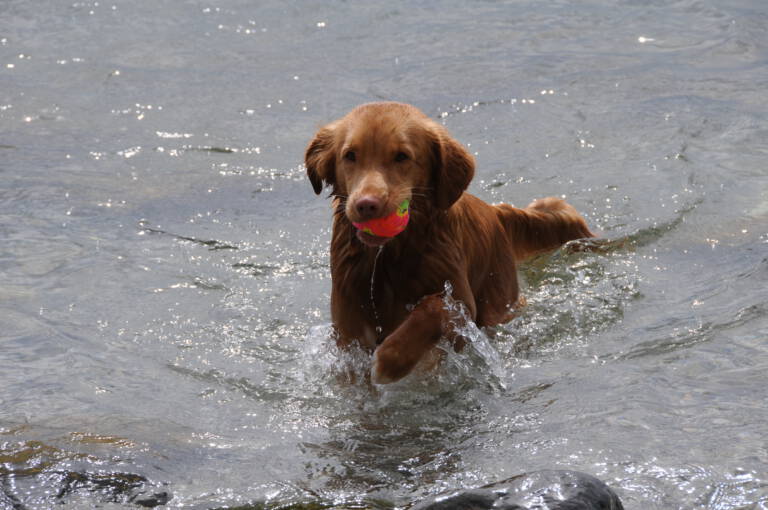 Tosco (3 jaar)