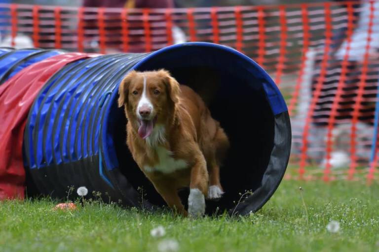 Nola - Agility Wedstrijd (5 jaar)