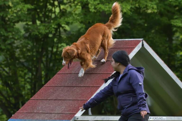 Nola - Agility Wedstrijd (5 jaar)