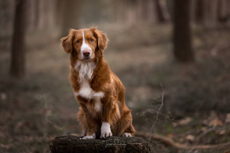 Nola - Fotografie Theonie (5 jaar)