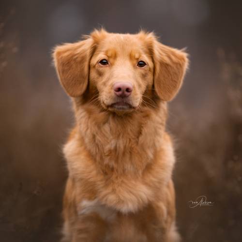 La-Vie - Foscofotofrafie (4 jaar)